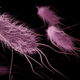 An illustration of Escherichia coli, a common bacteria that can develop antibiotic resistance